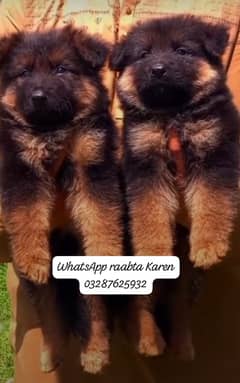 German Shepherd Puppy | Dog for sale | GSD | Black Mask | 03287625932