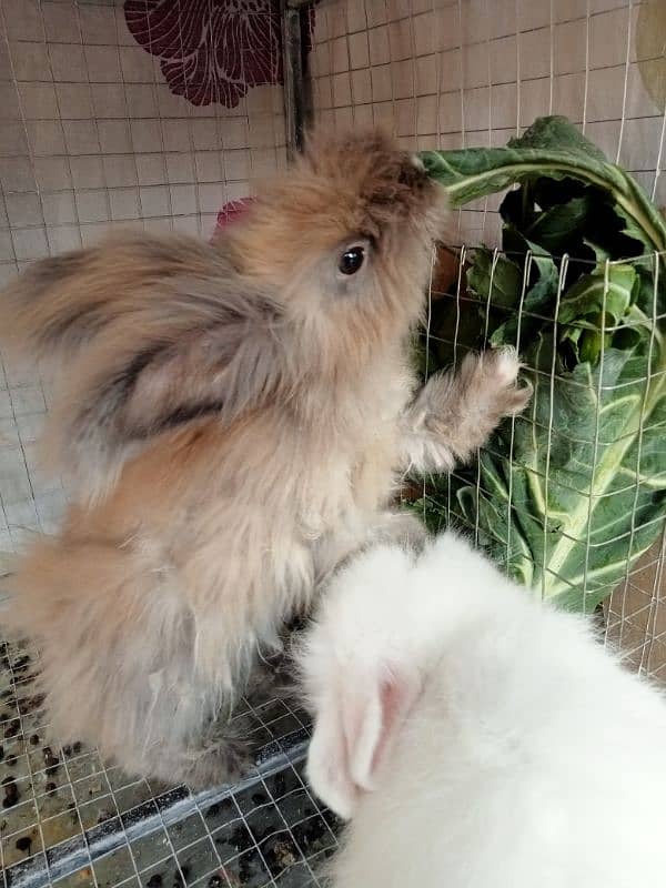 Angora Newzland White Red Eye Rabbits & Bunnies 7