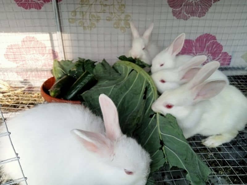 Angora Newzland White Red Eye Rabbits & Bunnies 8