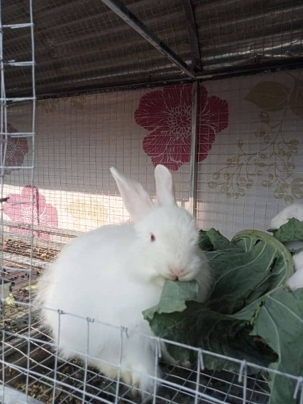 Angora Newzland White Red Eye Rabbits & Bunnies 9