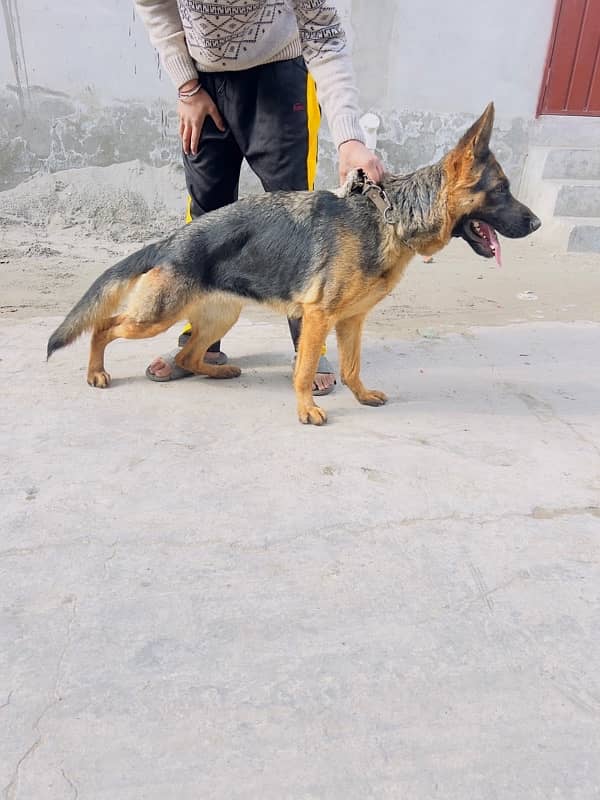 female German shepherd for  havi bond sturture and black mask 1