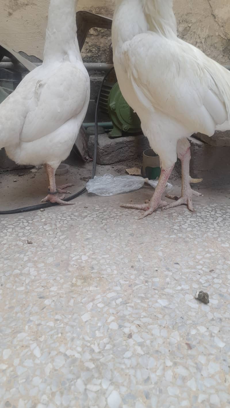 Heera  Aseel pair for sale 3