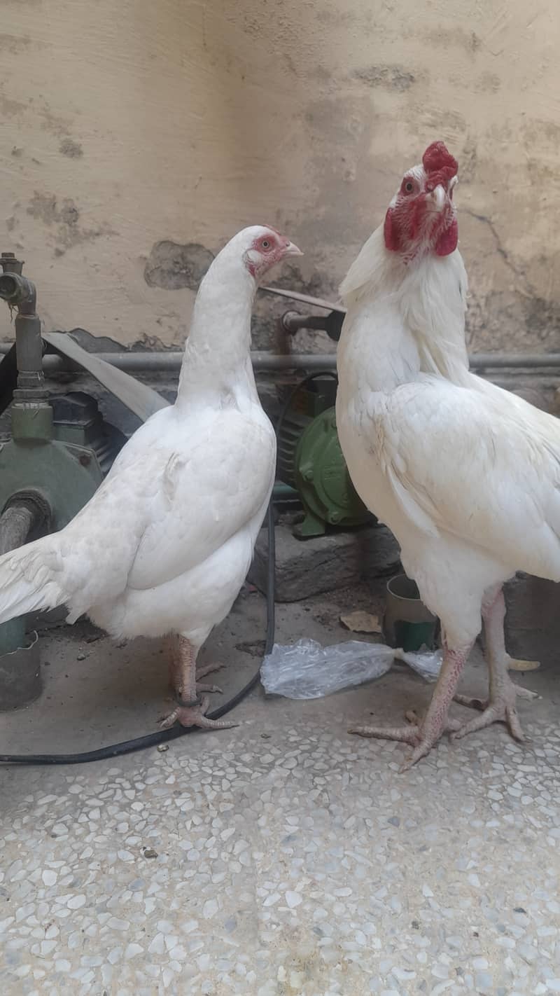 Heera  Aseel pair for sale 4