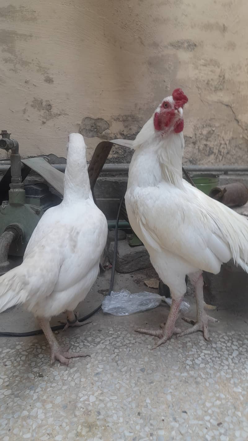 Heera  Aseel pair for sale 5