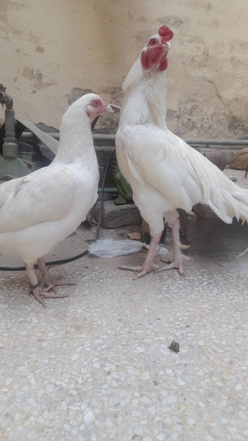 Heera  Aseel pair for sale 6