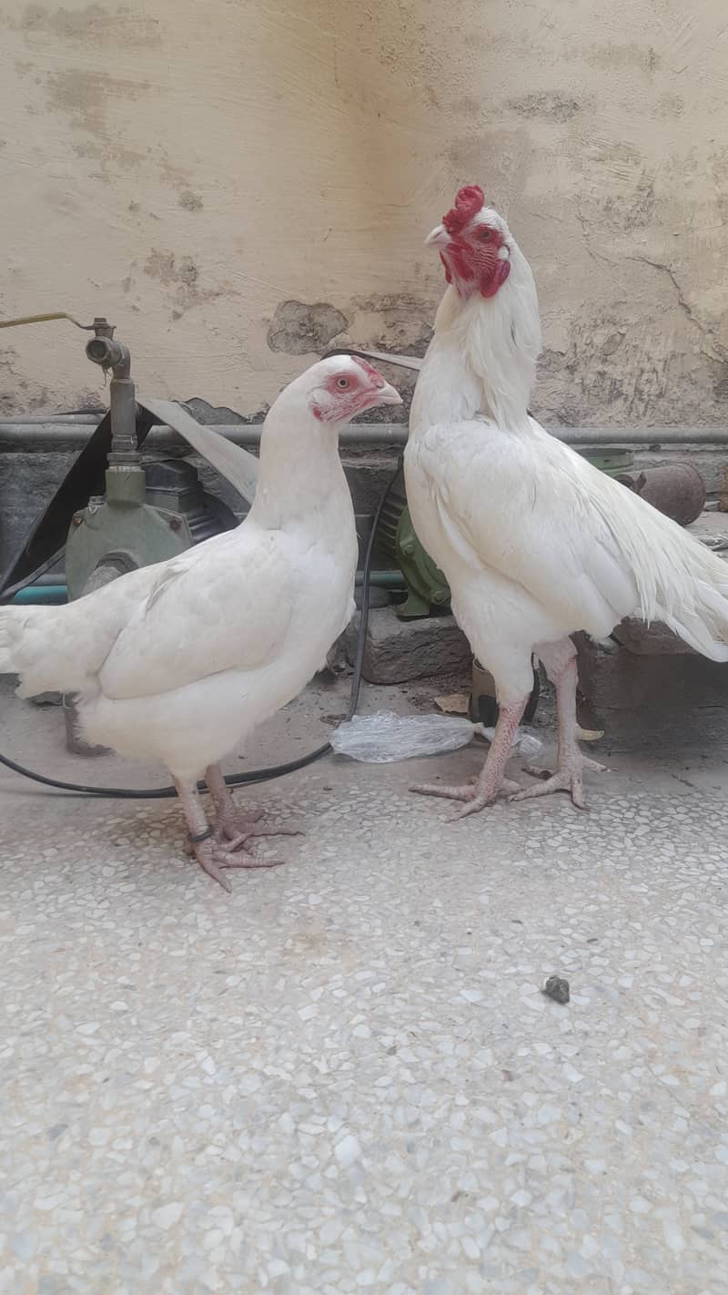 Heera  Aseel pair for sale 7