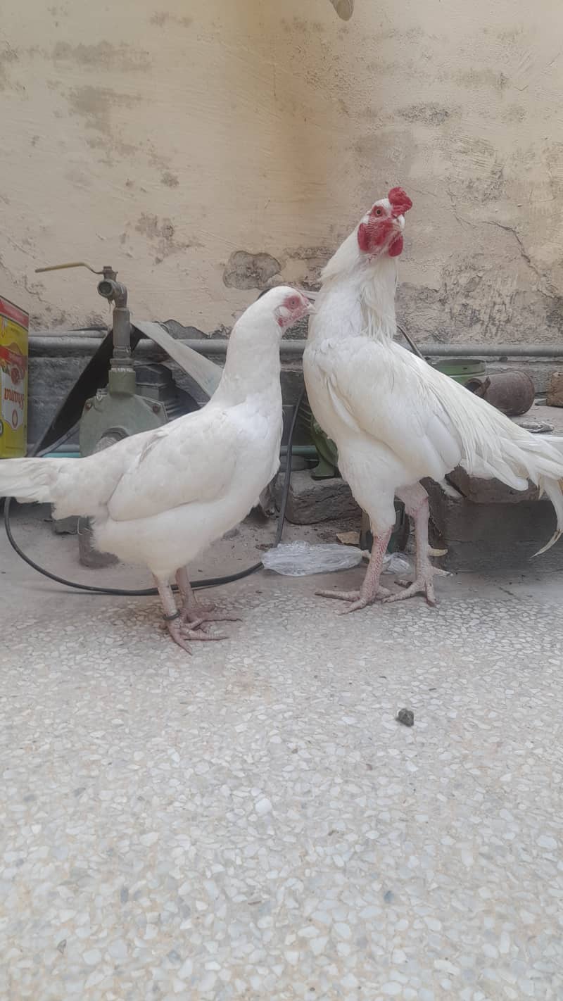 Heera  Aseel pair for sale 8