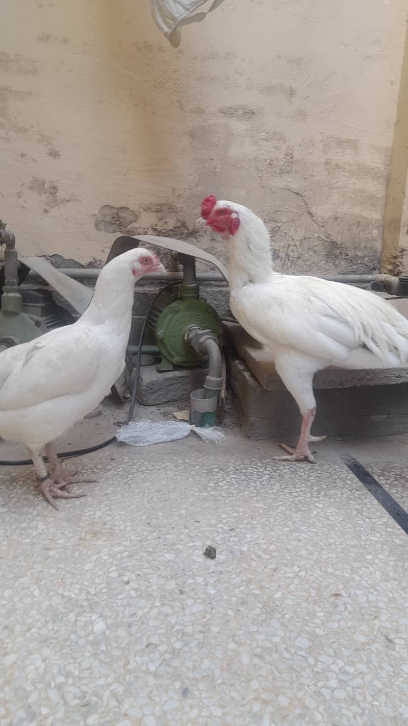 Heera  Aseel pair for sale 9