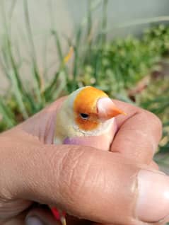 Gouldian Ready To Breed Pieces