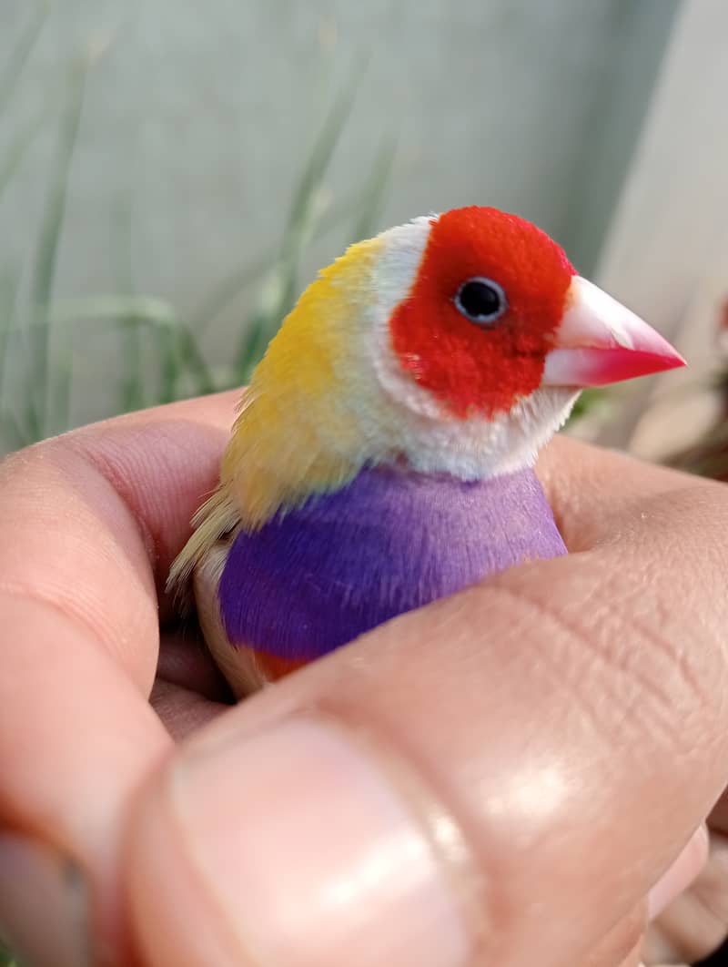 Gouldian Ready To Breed Pieces 1