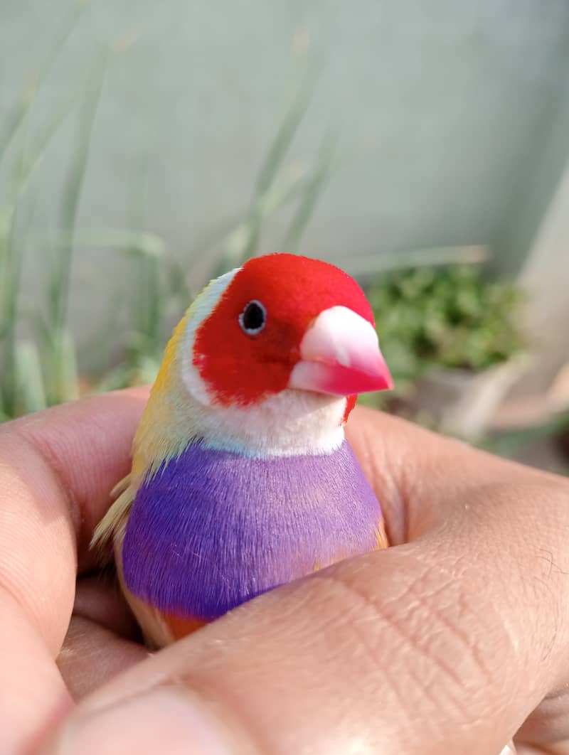 Gouldian Ready To Breed Pieces 3