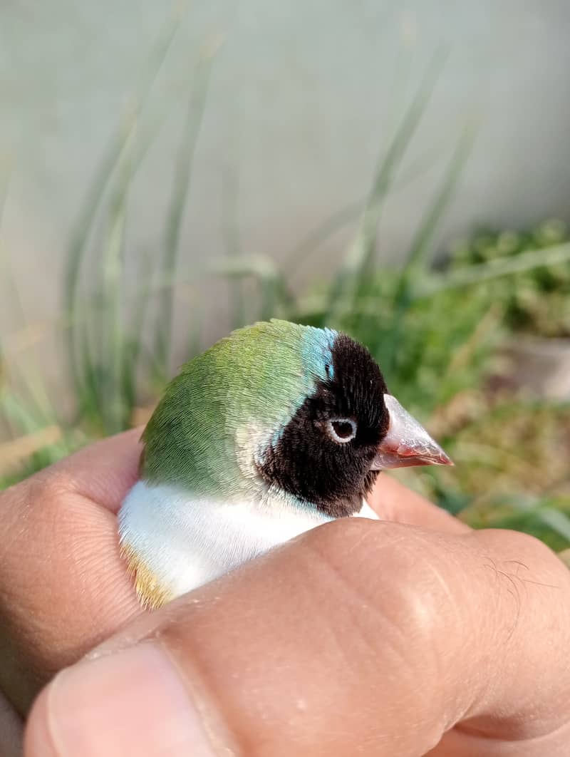 Gouldian Ready To Breed Pieces 5