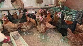 Golden Misri hen for sale