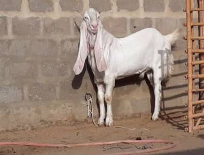 gulabi bAKRA