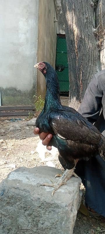 miawali aseel murghii black mushkii 1 sal ki hai or eggs start hai 5