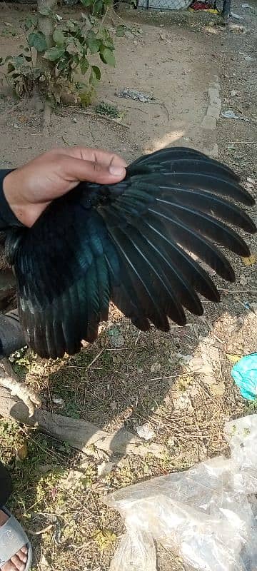 miawali aseel murghii black mushkii 1 sal ki hai or eggs start hai 7