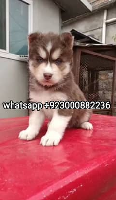 Siberian husky extremely wholly coat hight quality puppy available