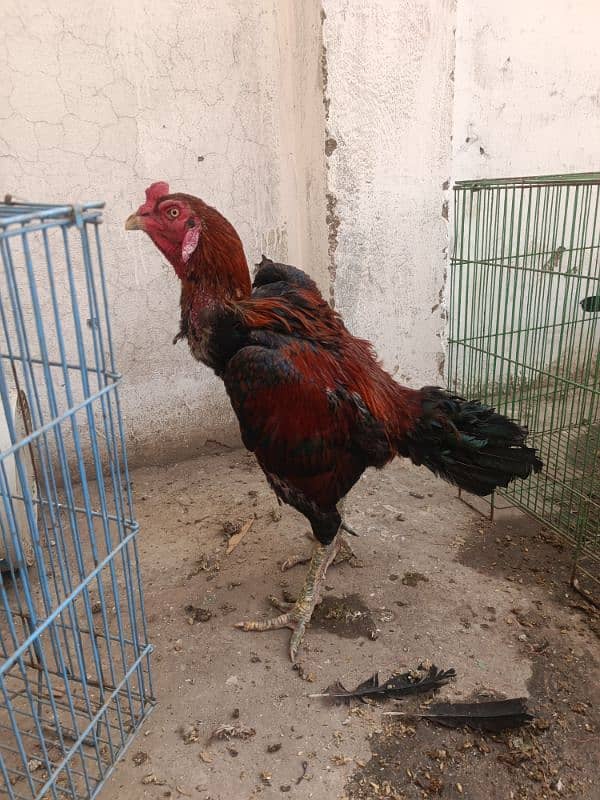 Thai Breeder, Lasani Madi urgent sale 2