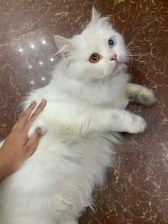 Russian Male Cat for breed Sale in Lahore