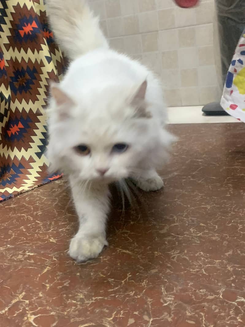 Russian Male Cat for breed Sale in Lahore 1