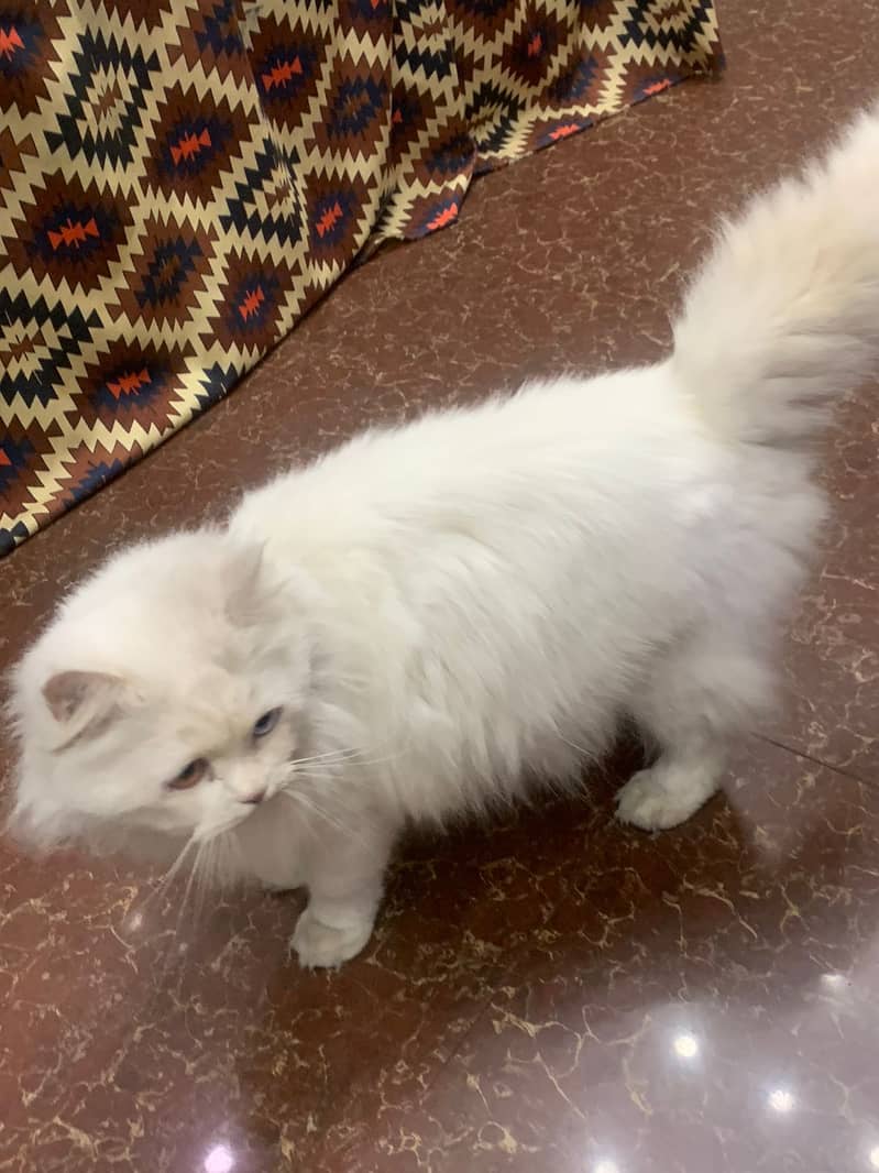 Russian Male Cat for breed Sale in Lahore 2