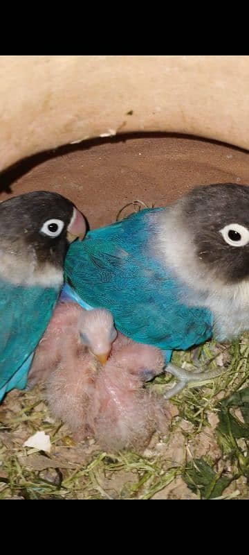 LOVEBIRD BREEDER PAIR FOR SELL 0