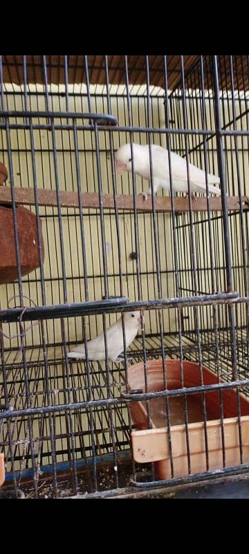 LOVEBIRD BREEDER PAIR FOR SELL 1