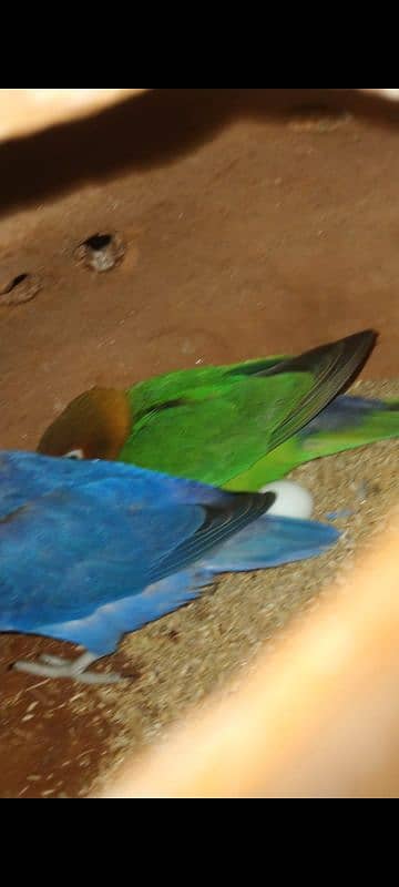 LOVEBIRD BREEDER PAIR FOR SELL 2