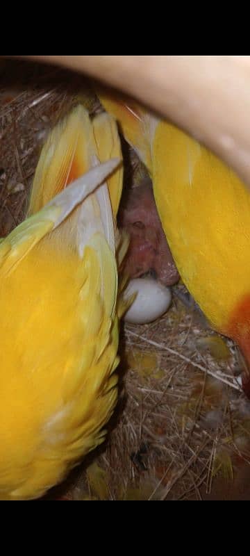 LOVEBIRD BREEDER PAIR FOR SELL 3