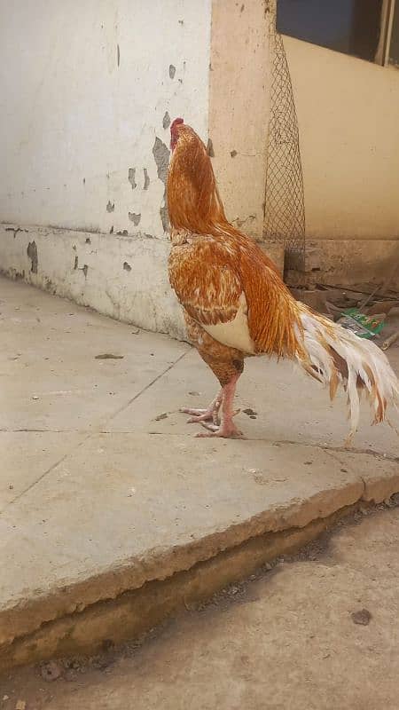 aseel hen for sale 0