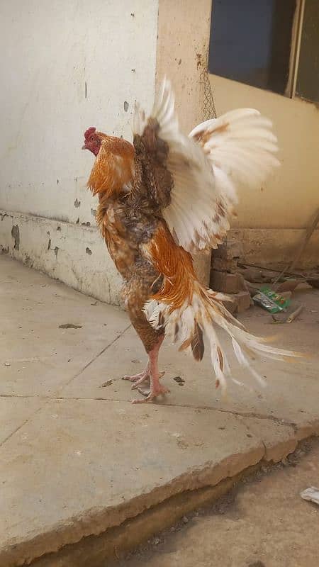 aseel hen for sale 1