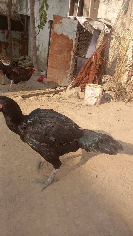 aseel hen for sale 2