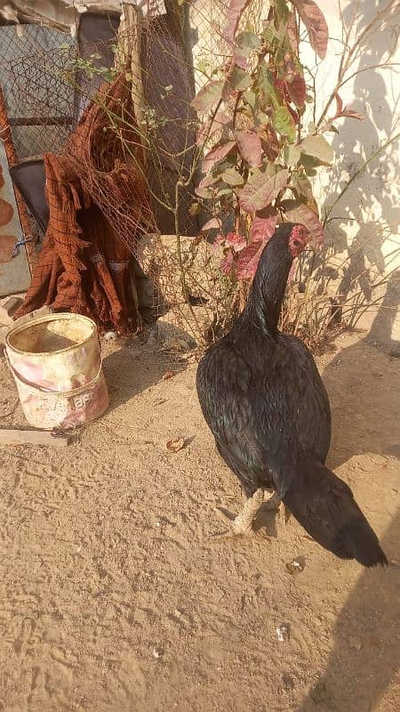 aseel hen for sale 3