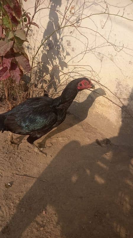 aseel hen for sale 4