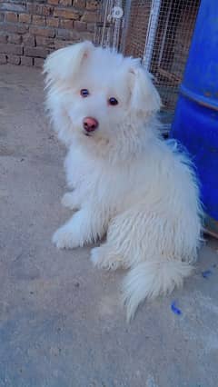 Maltese Female high quality