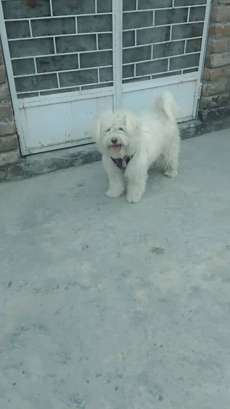 Maltese Female high quality 1