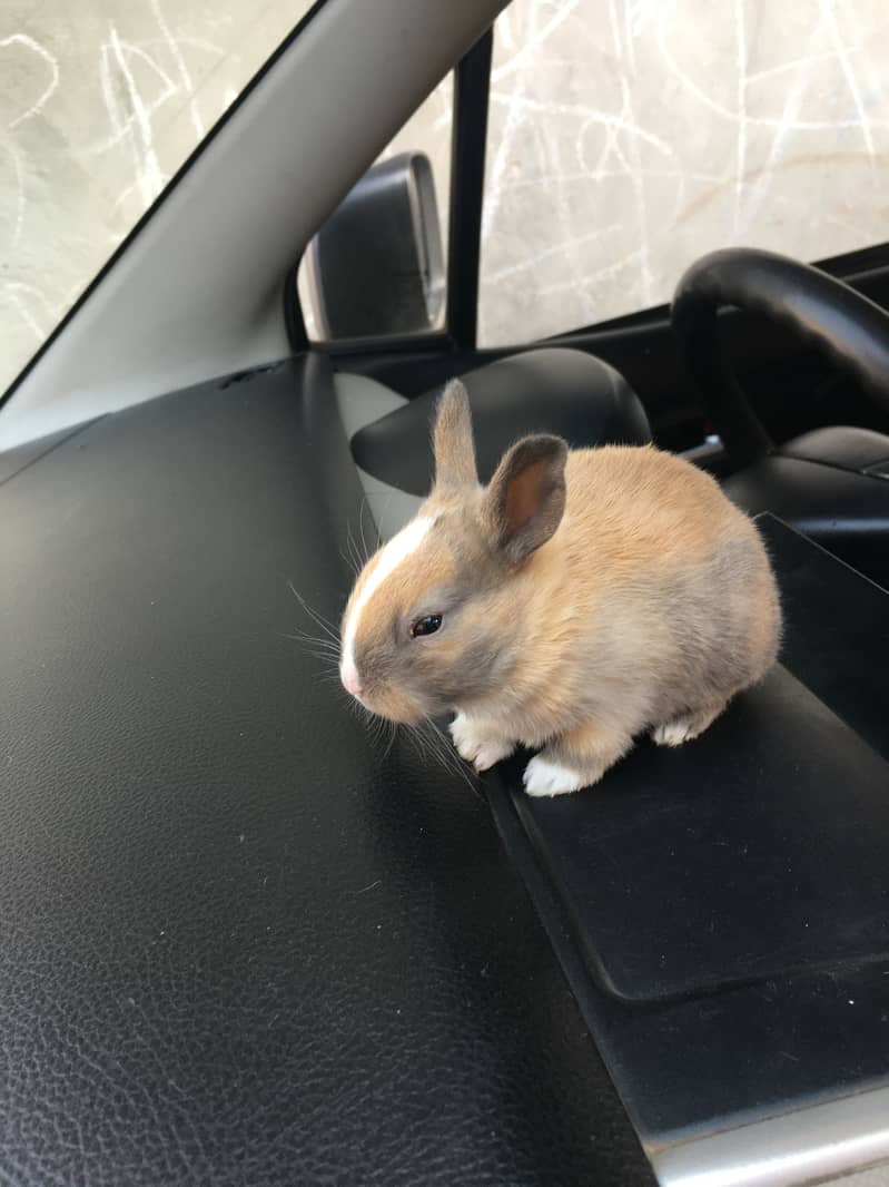 3 different colour in one rabbit  ( white, gray, light brown) 0