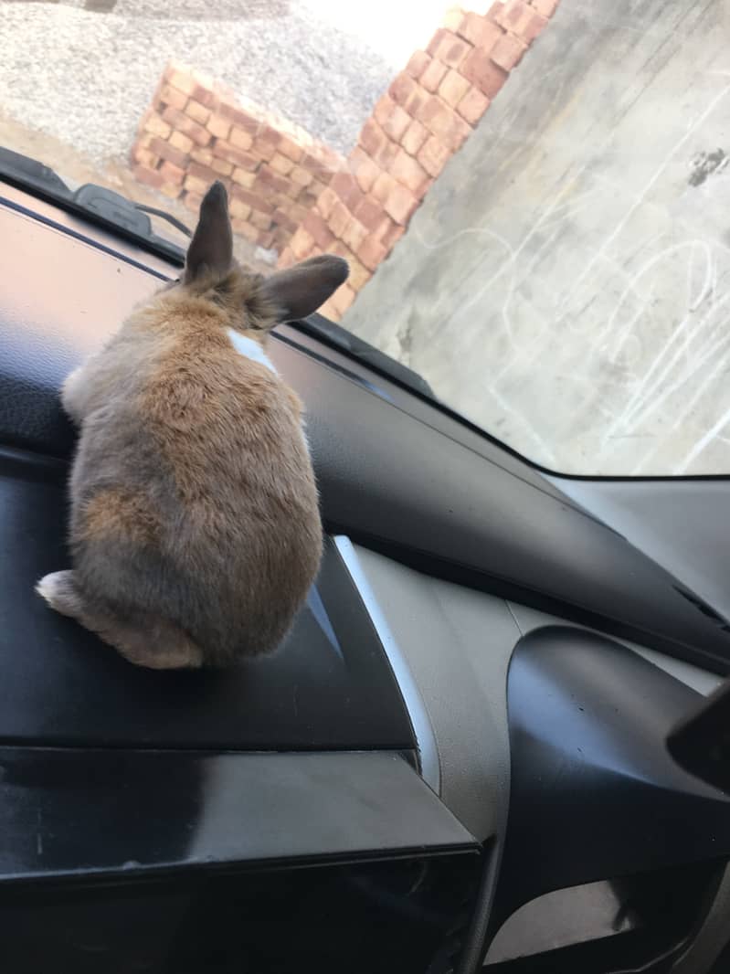 3 different colour in one rabbit  ( white, gray, light brown) 1