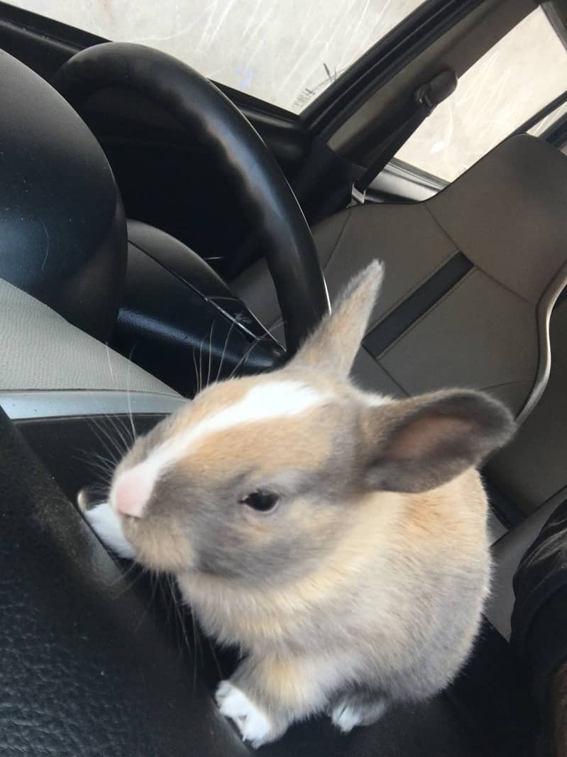 3 different colour in one rabbit  ( white, gray, light brown) 2