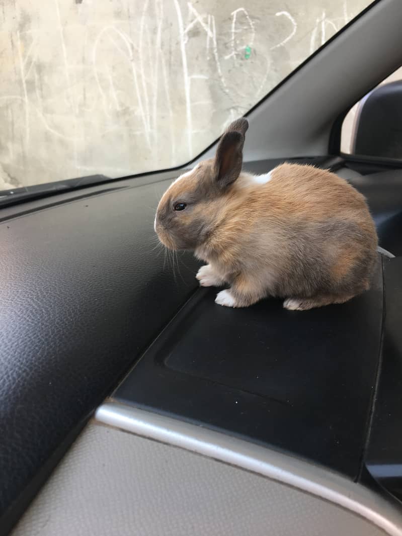 3 different colour in one rabbit  ( white, gray, light brown) 3