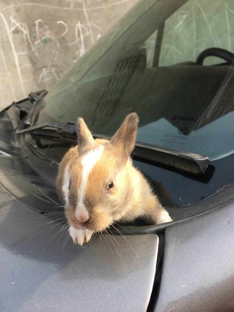 3 different colour in one rabbit  ( white, gray, light brown) 4