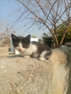 for sale beautiful cat baby