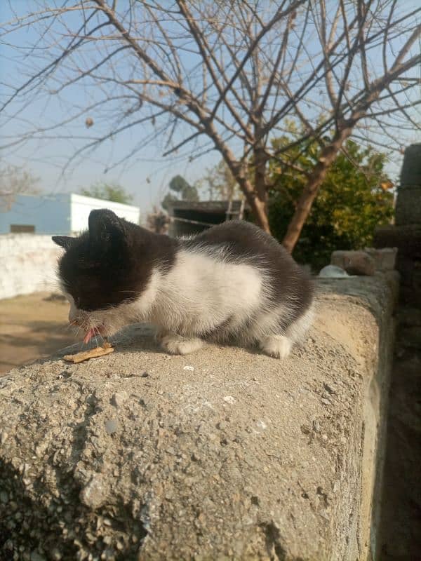 for sale beautiful cat baby 2