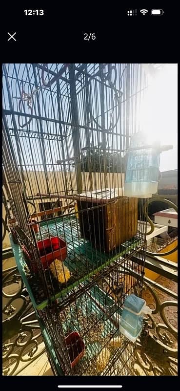 love birds with cage 1