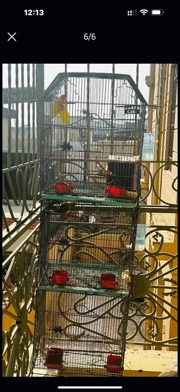 love birds with cage 2