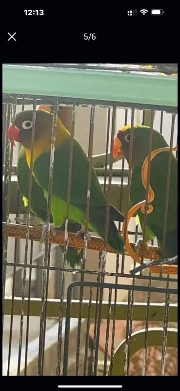 love birds with cage 3