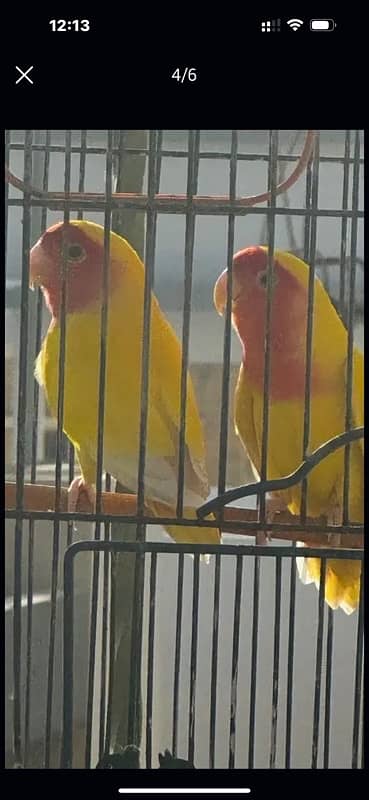 love birds with cage 4