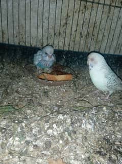 Australia pair with chick and cage for sale