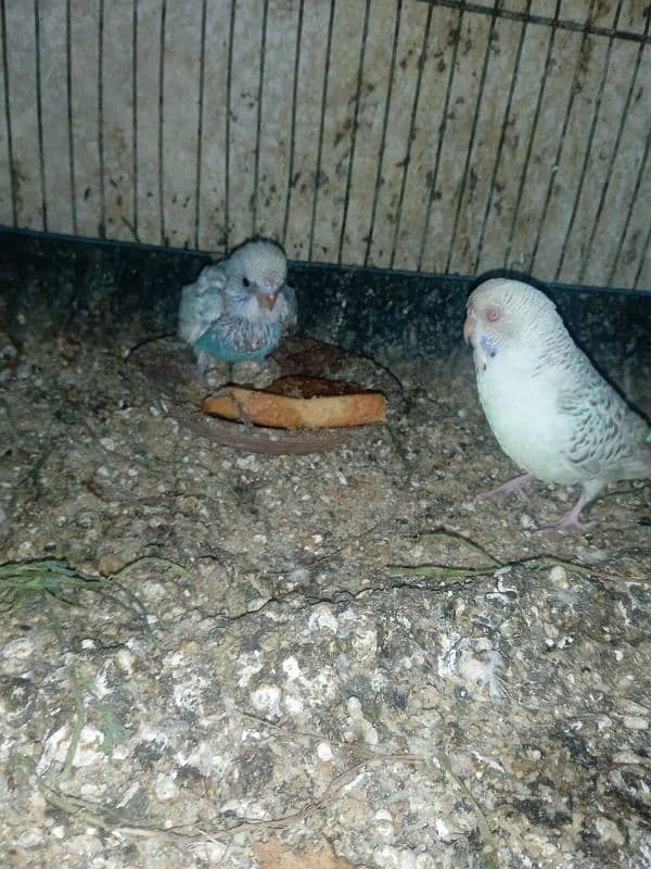 Australia pair with chick and cage for sale 0