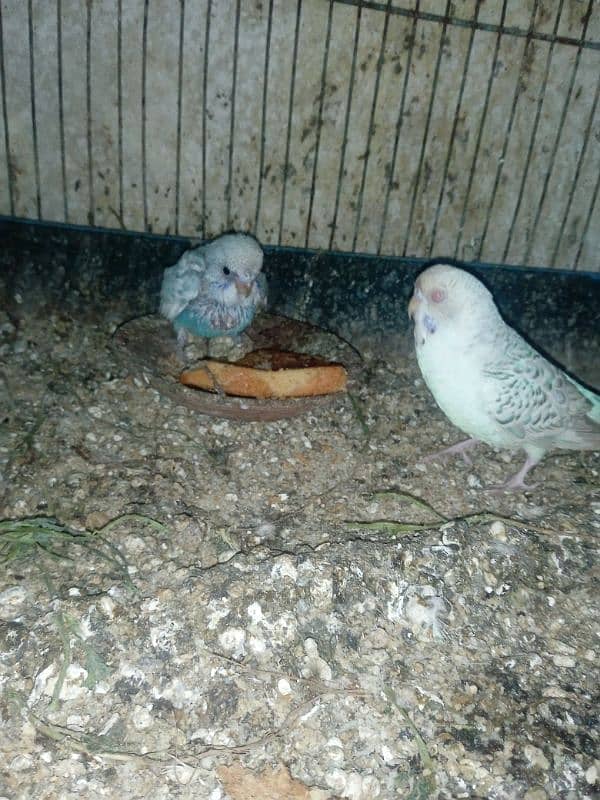 Australia pair with chick and cage for sale 1